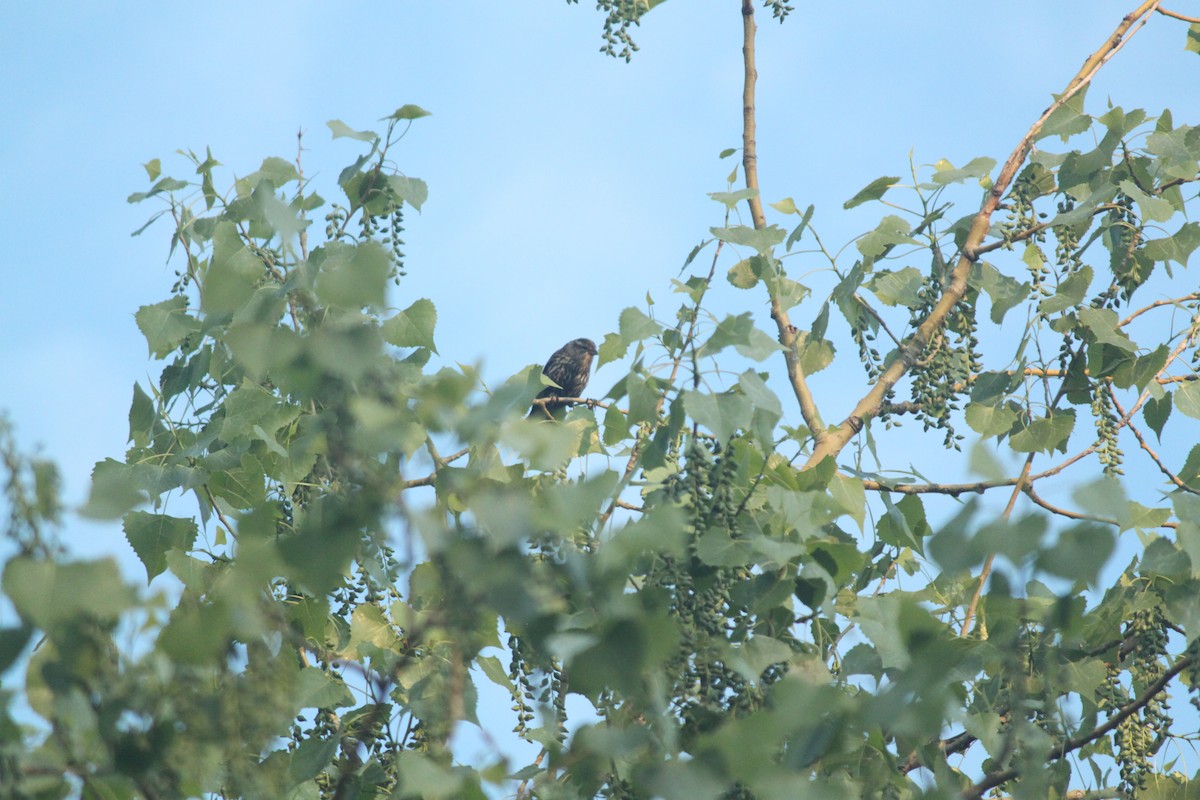Red-winged Blackbird - ML581457131