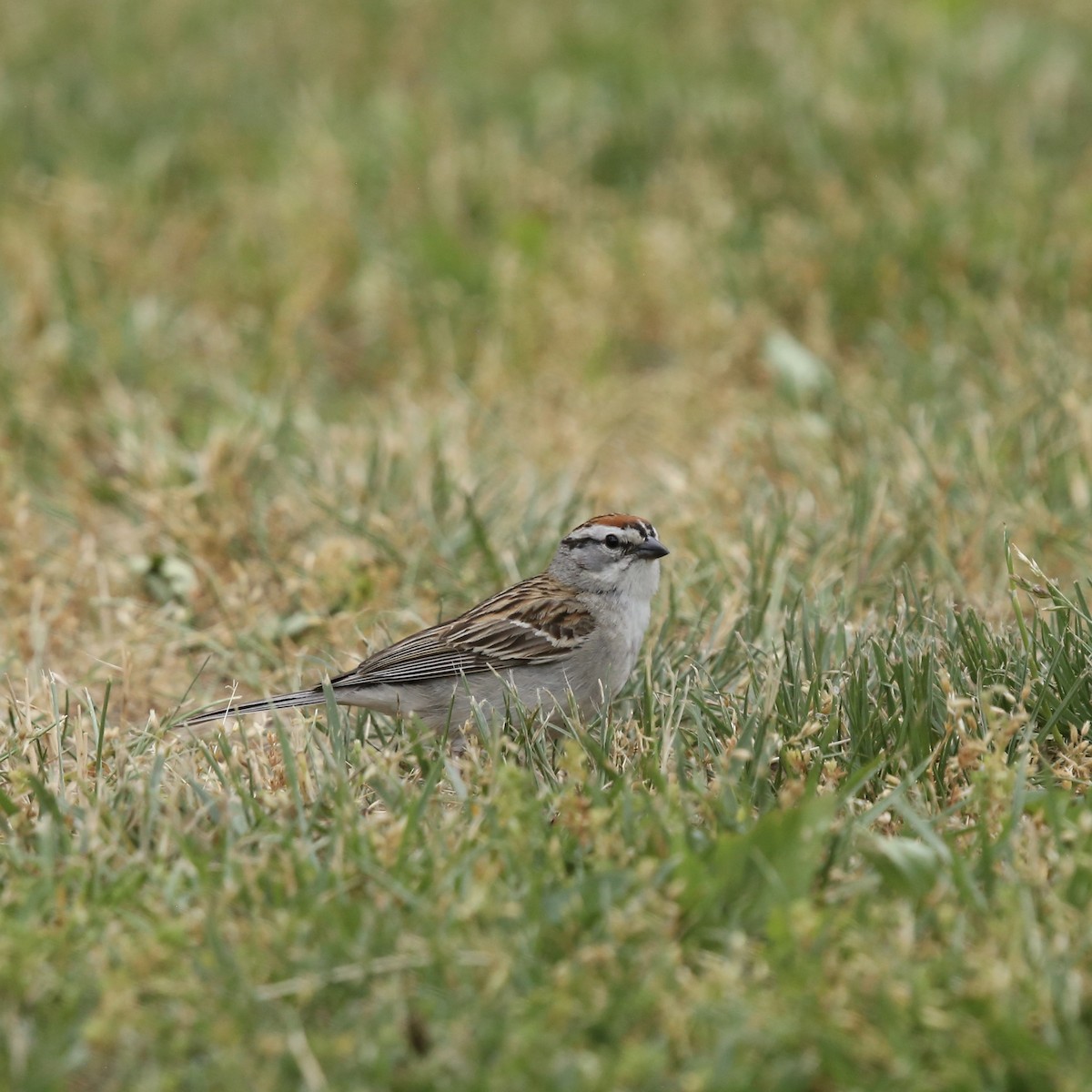 Chipping Sparrow - ML581457521