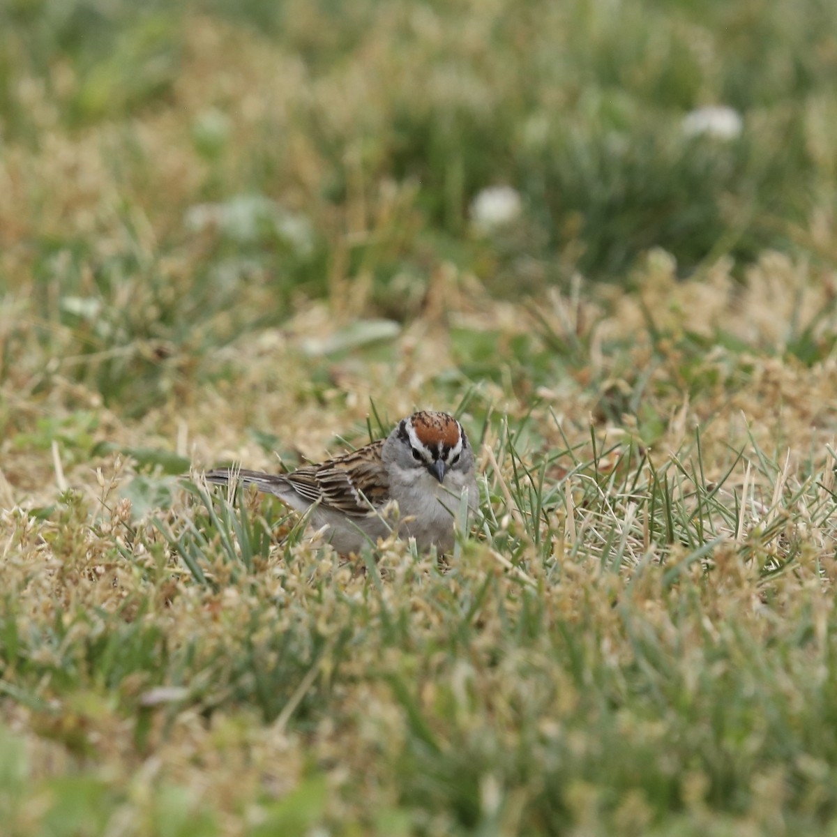 Chipping Sparrow - ML581457531