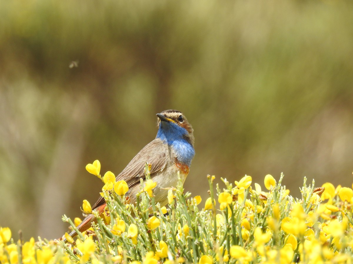 Bluethroat - ML581457811