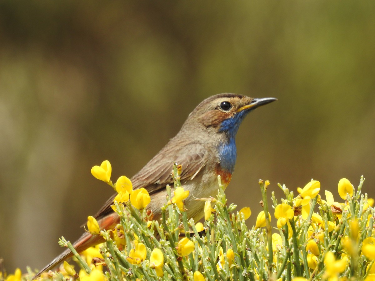 Bluethroat - ML581458231