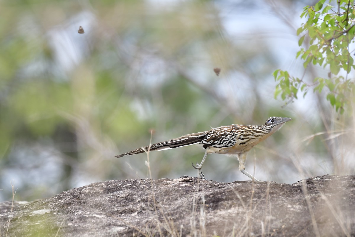 Correcaminos Chico - ML581458581