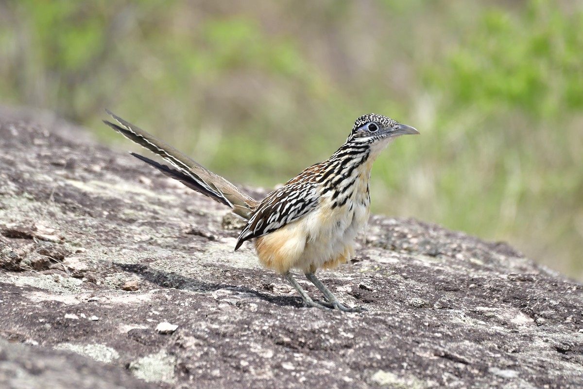 Lesser Roadrunner - ML581458591