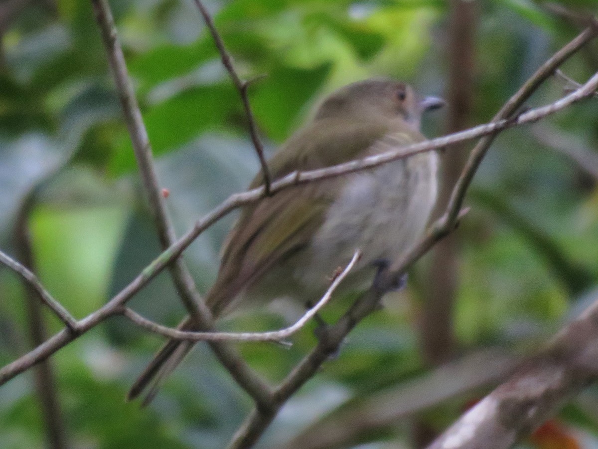 Manakin à ventre blanc - ML581459181