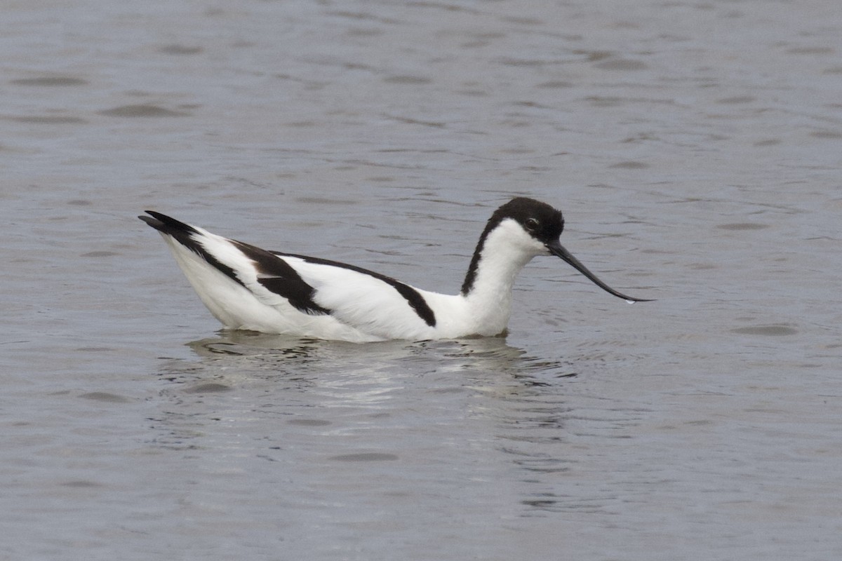 Pied Avocet - ML581460101