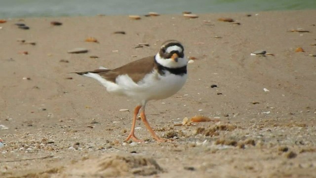 Common Ringed Plover - ML581461121