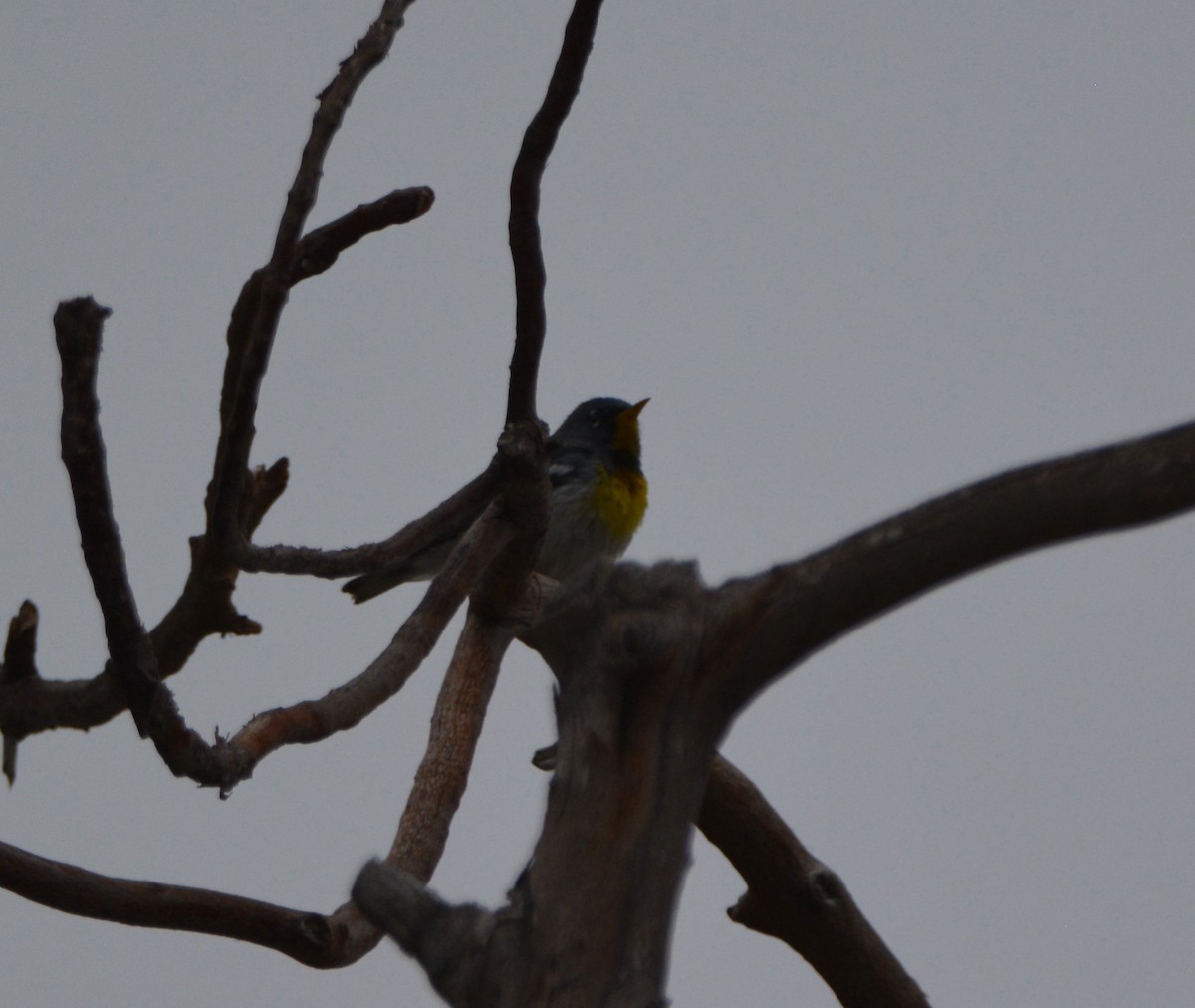 Northern Parula - ML581461271