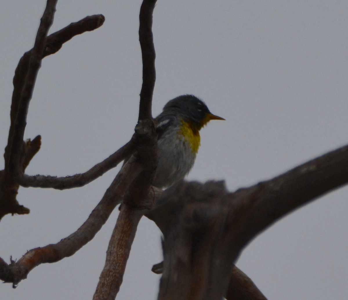Northern Parula - ML581461281