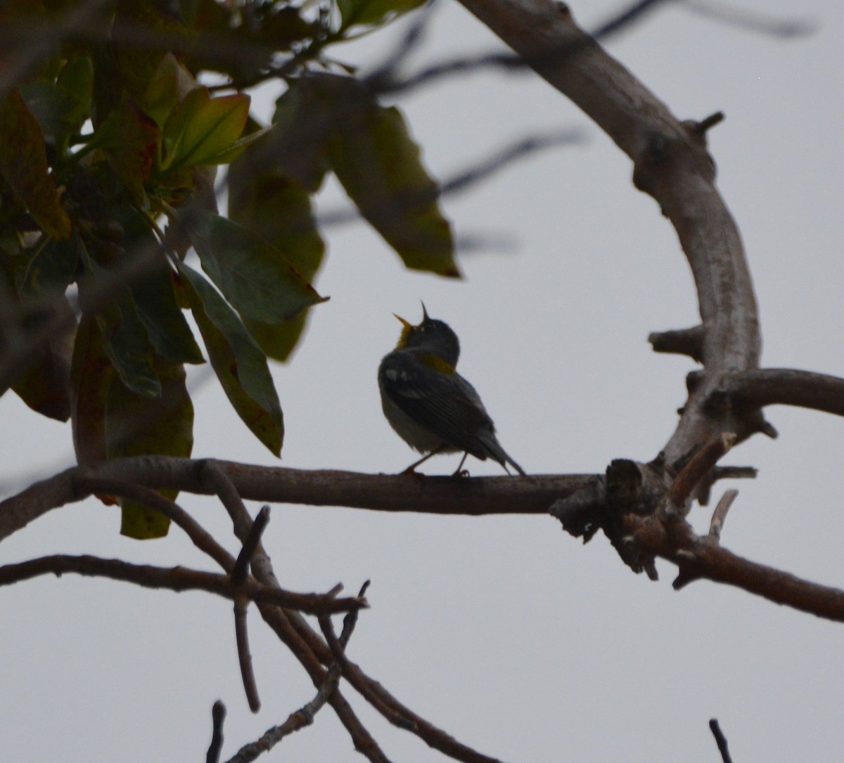 Northern Parula - ML581461291