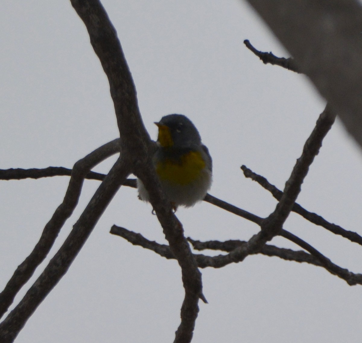 Northern Parula - ML581461311