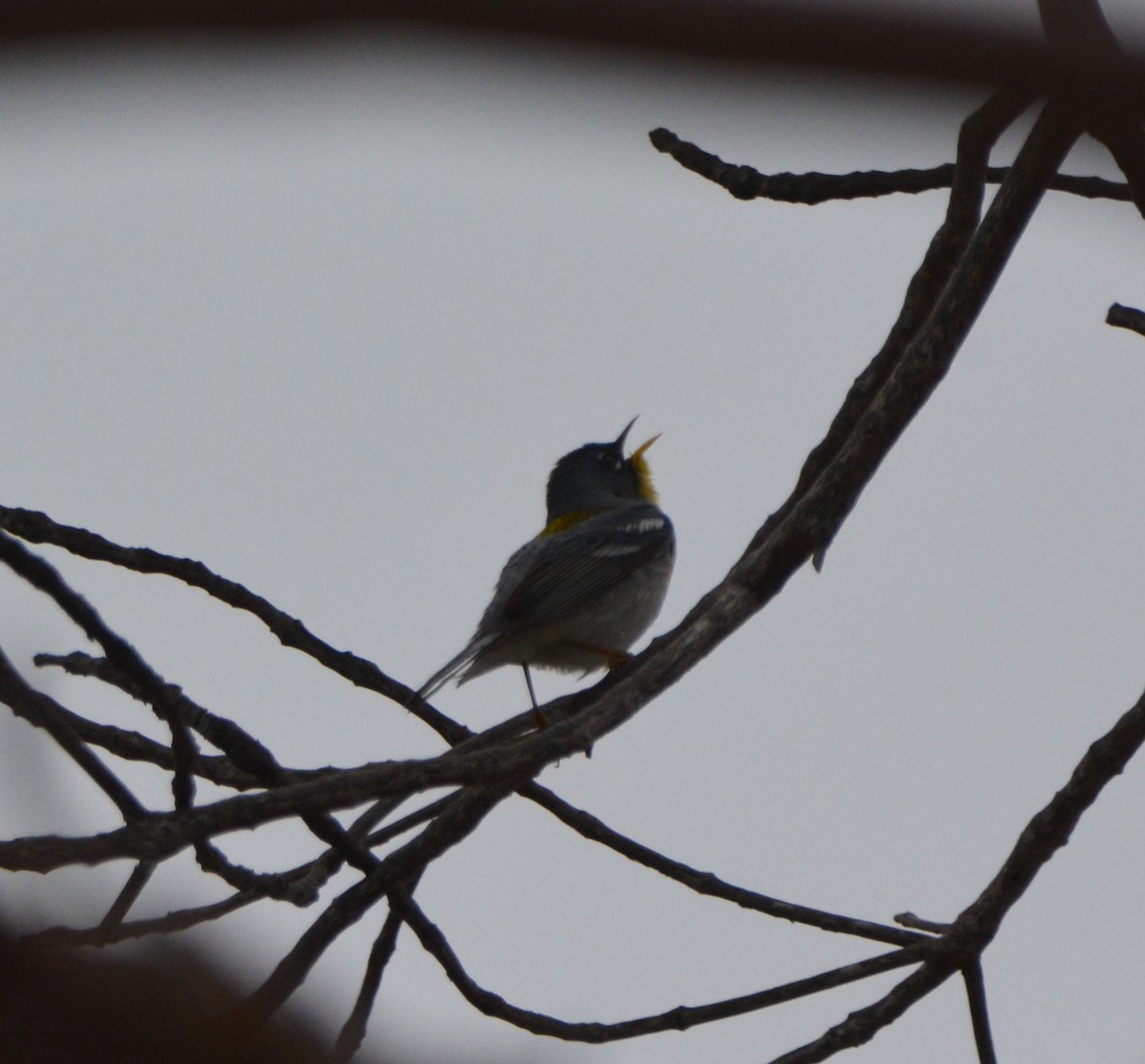 Northern Parula - ML581461341