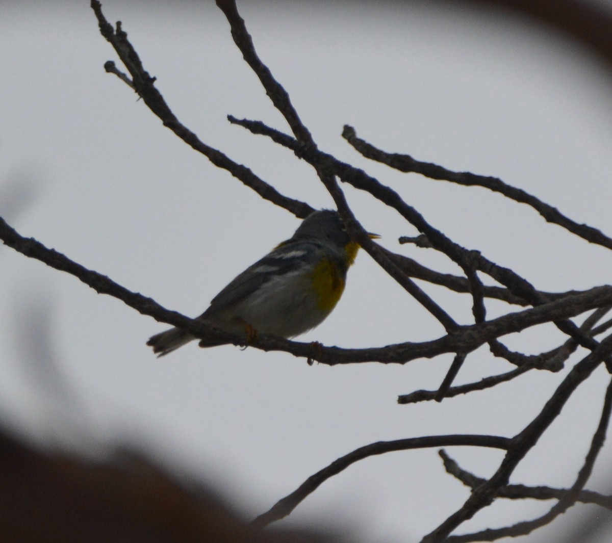 Northern Parula - ML581461391