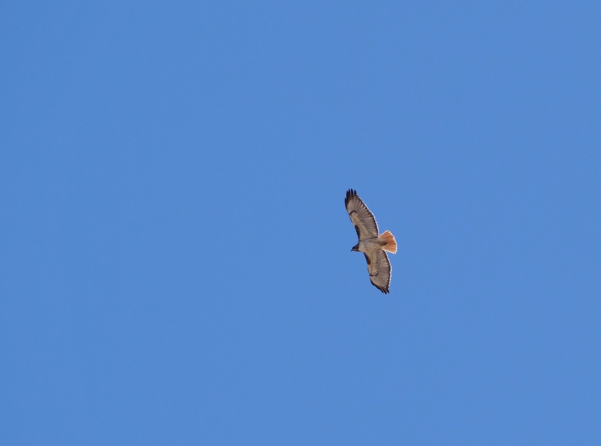 Red-tailed Hawk - ML581462101