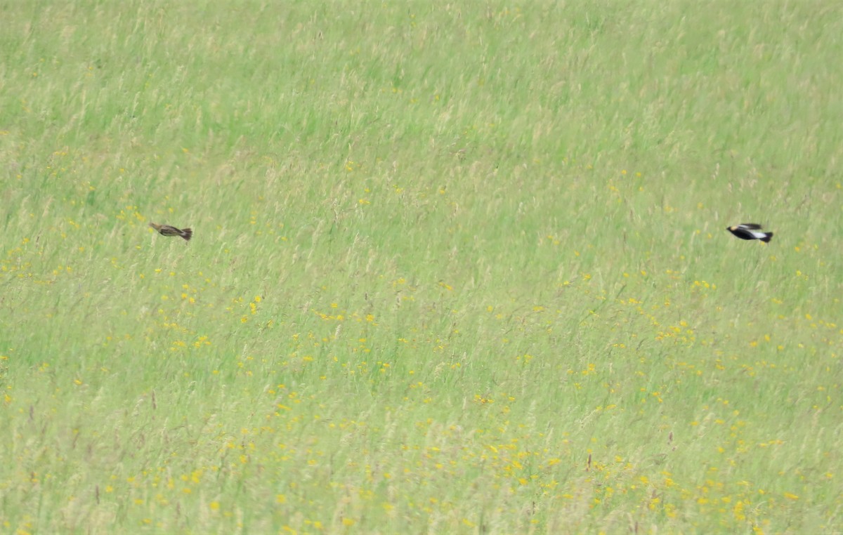 bobolink americký - ML581462491