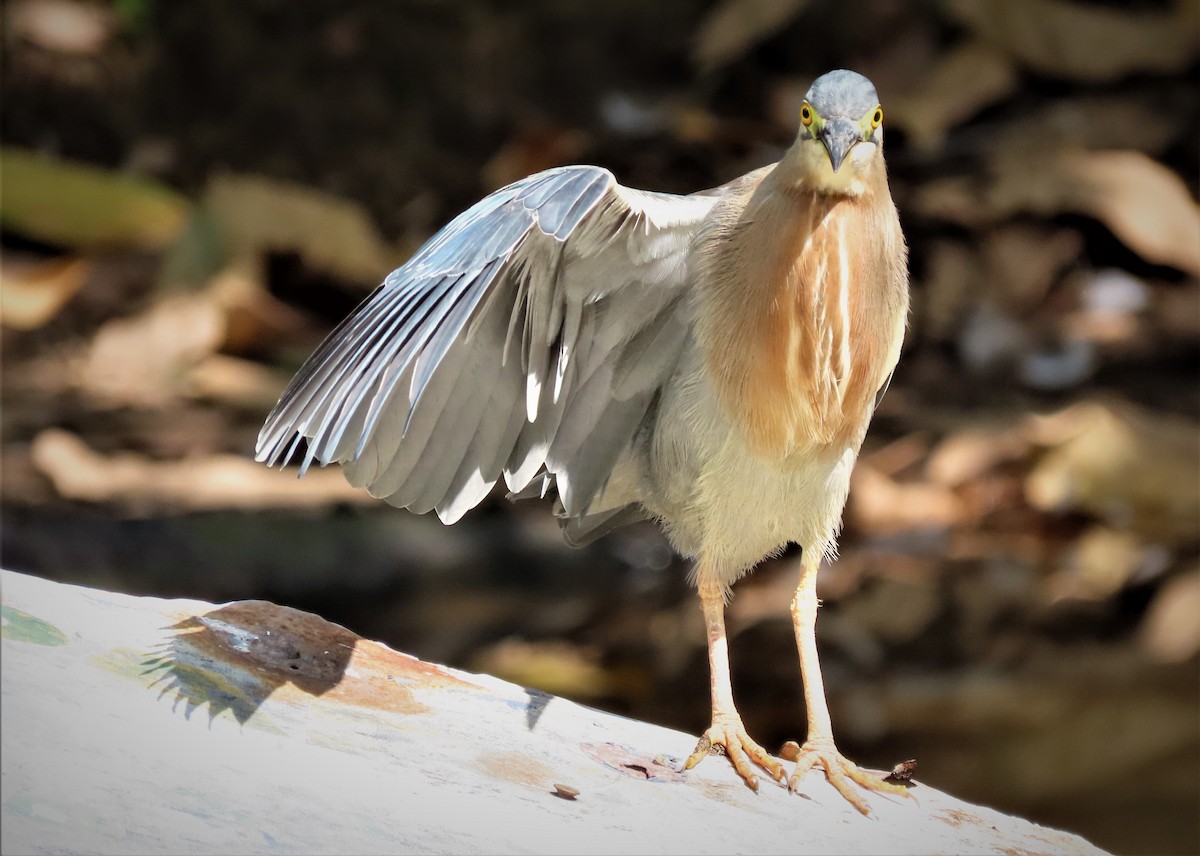 Striated Heron - ML581462961