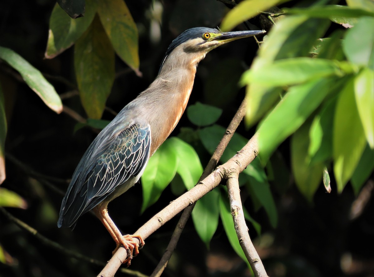 Striated Heron - ML581464911