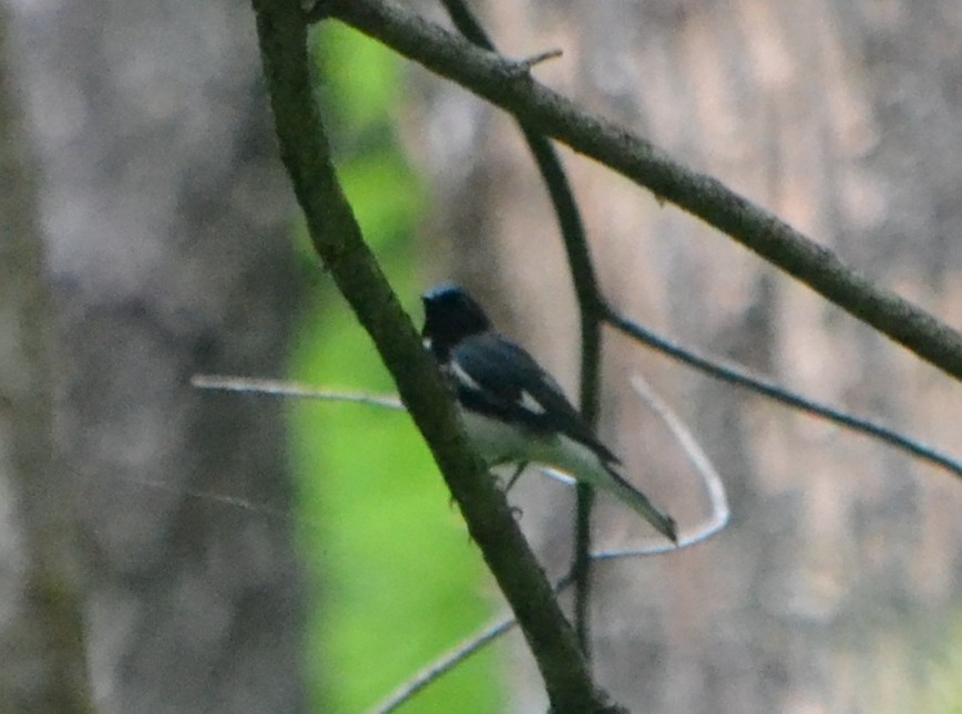 Black-throated Blue Warbler - ML581466131