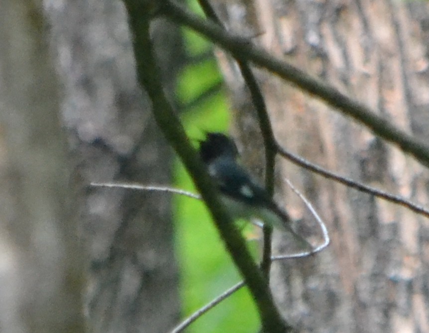 Black-throated Blue Warbler - ML581466141
