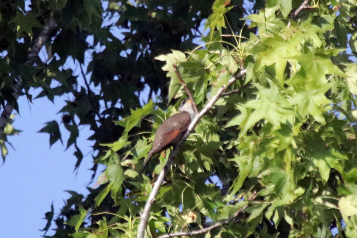 Yellow-billed Cuckoo - ML581466871