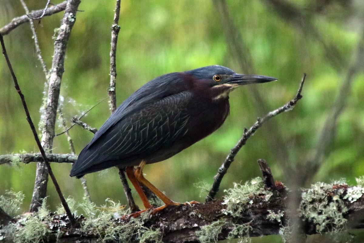 Green Heron - ML581466971