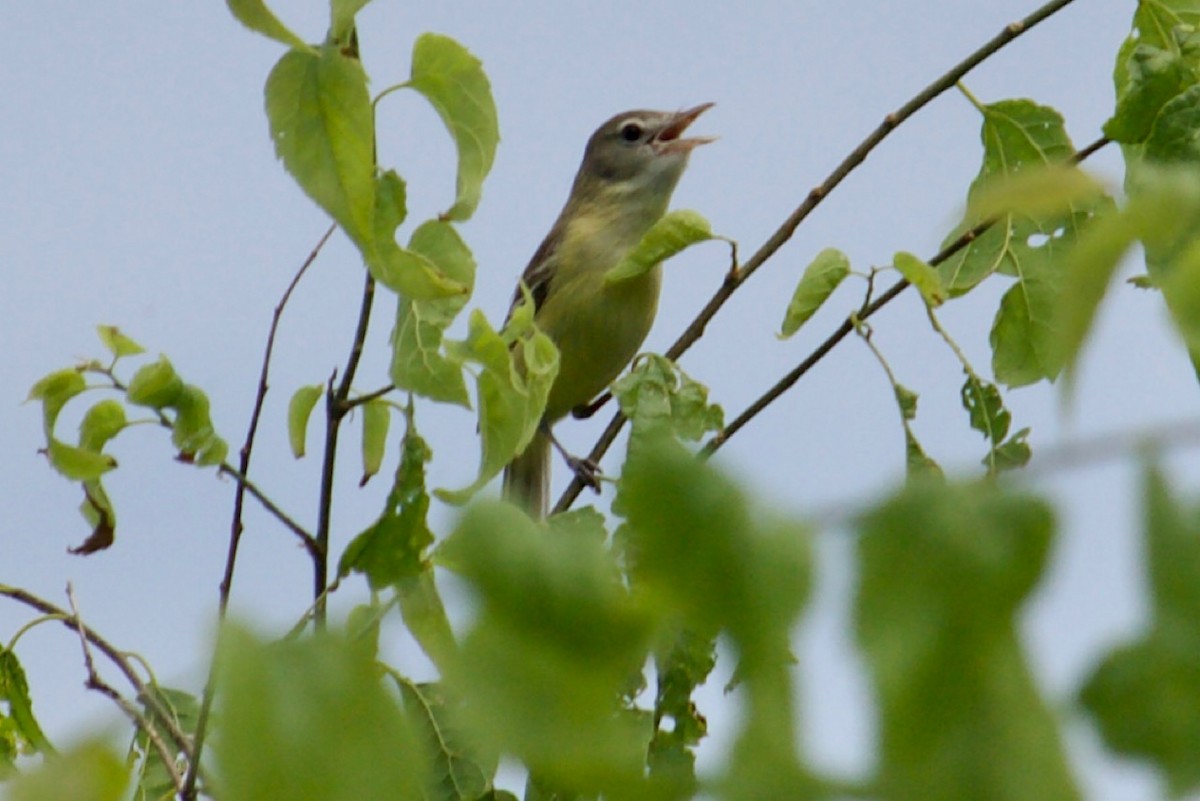 Vireo de Bell - ML581467011