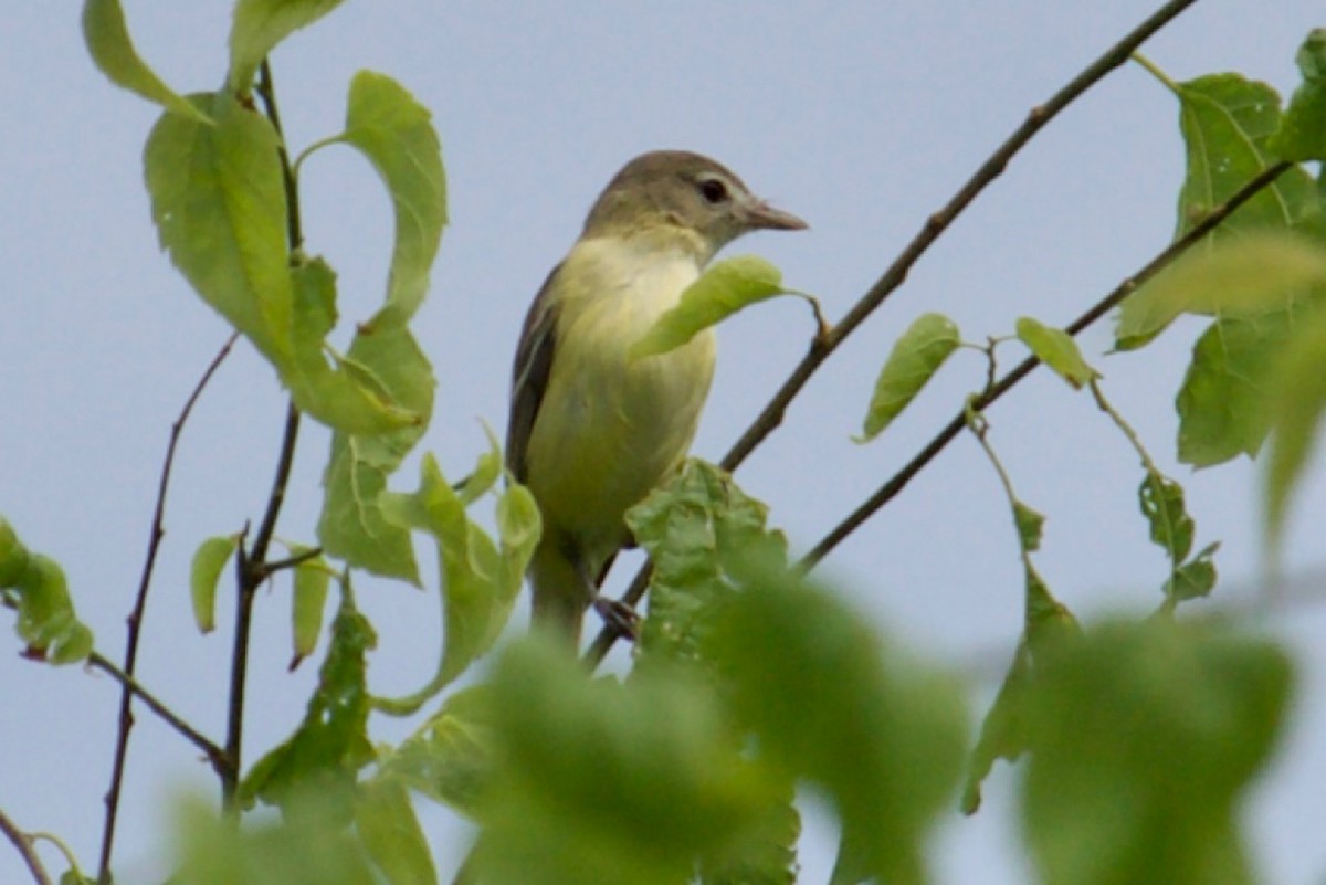 Braunaugenvireo - ML581467021