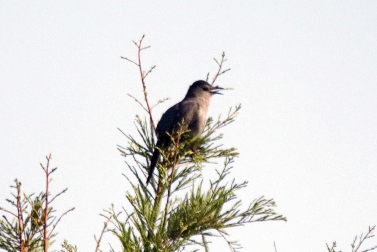 Gray Catbird - ML581467061