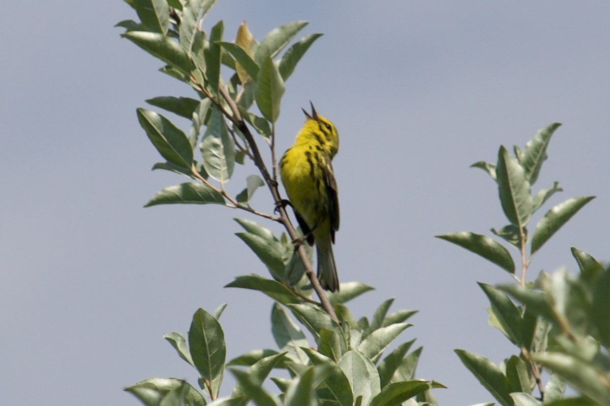 Prairie Warbler - ML581467111