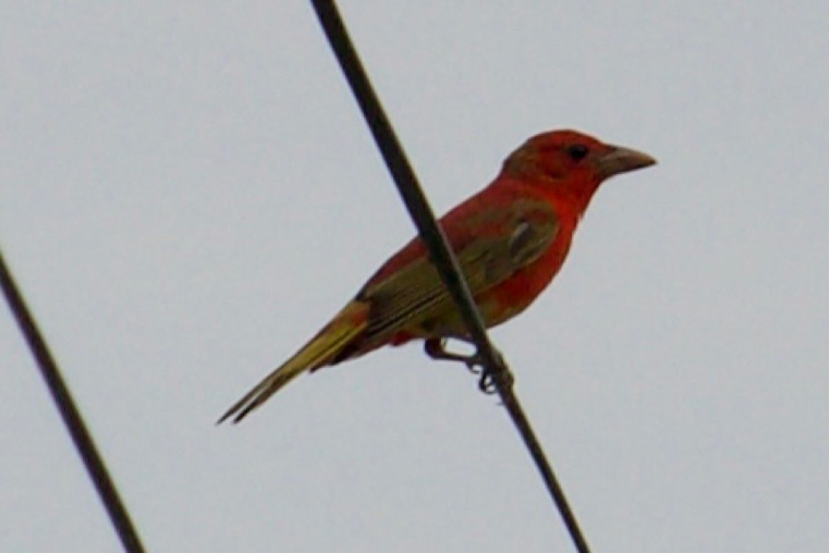 Summer Tanager - ML581467211