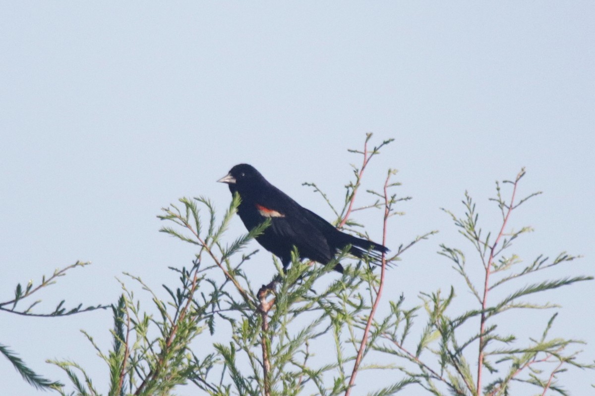 Red-winged Blackbird - ML581467251