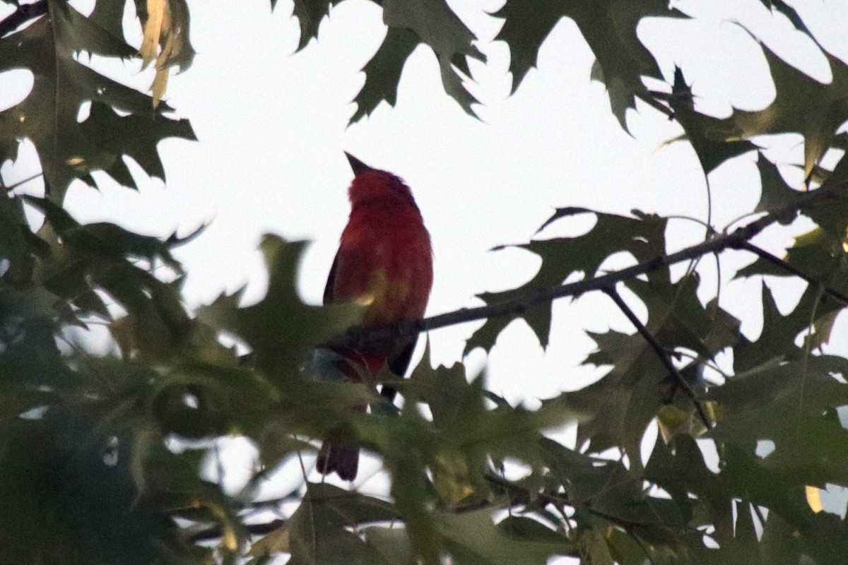 Summer Tanager - ML581467331