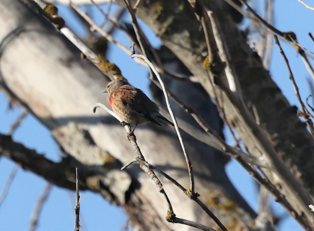 Eurasian Linnet - ML581467811