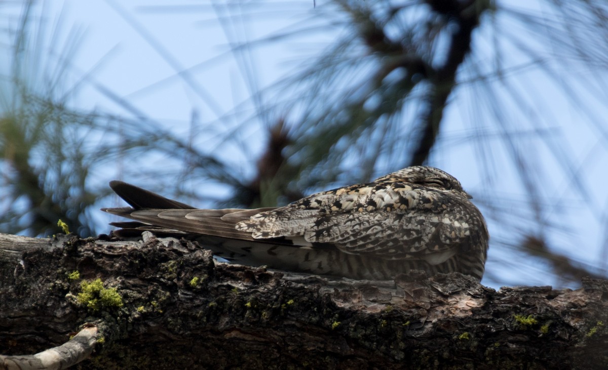 Common Nighthawk - ML581467891