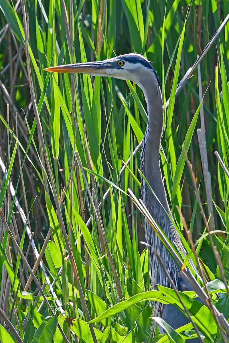 Great Blue Heron - ML581468021