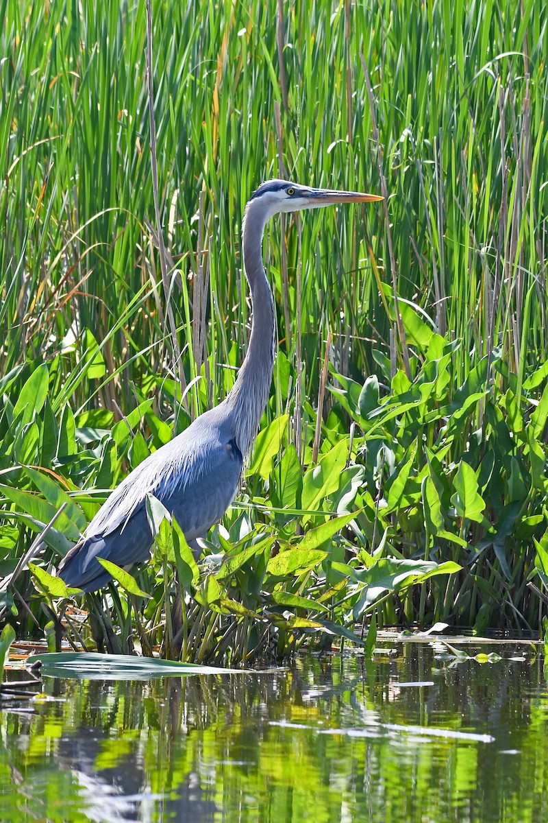 Great Blue Heron - ML581468681