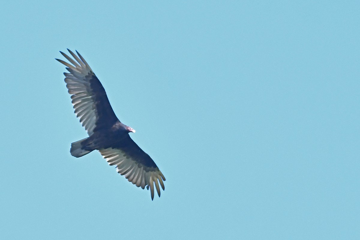 Turkey Vulture - ML581468781