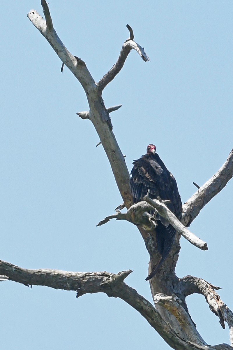 Urubu à tête rouge - ML581468791