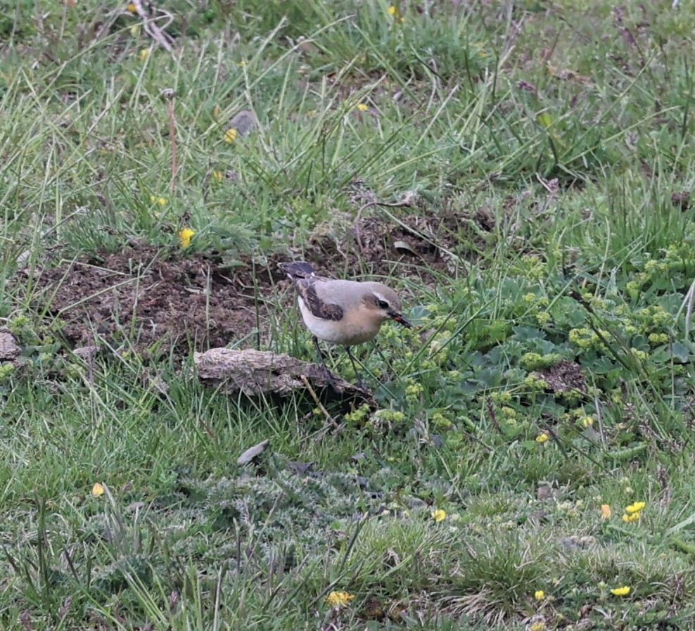 Northern Wheatear - ML581468861