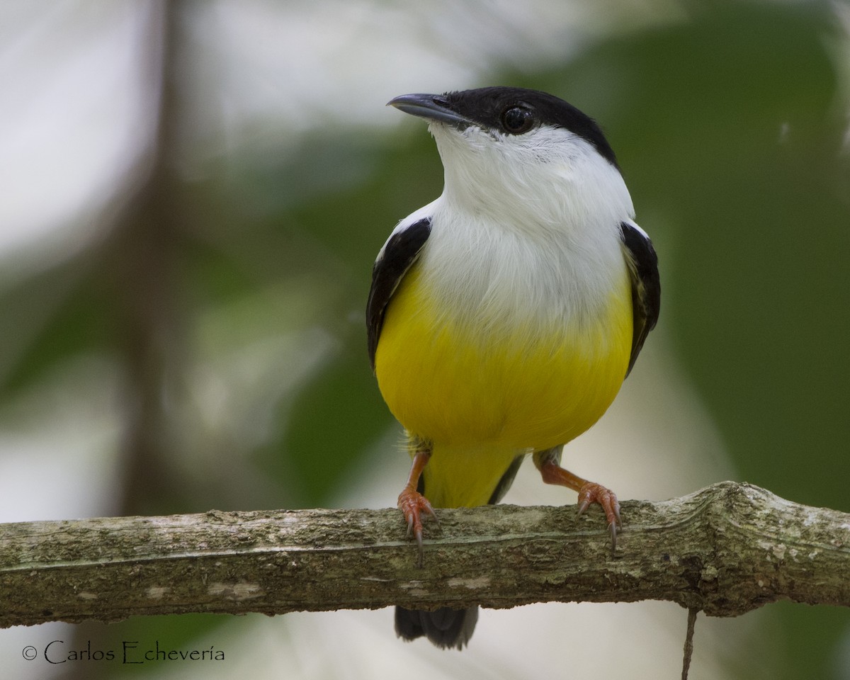 White-collared Manakin - Carlos Echeverría