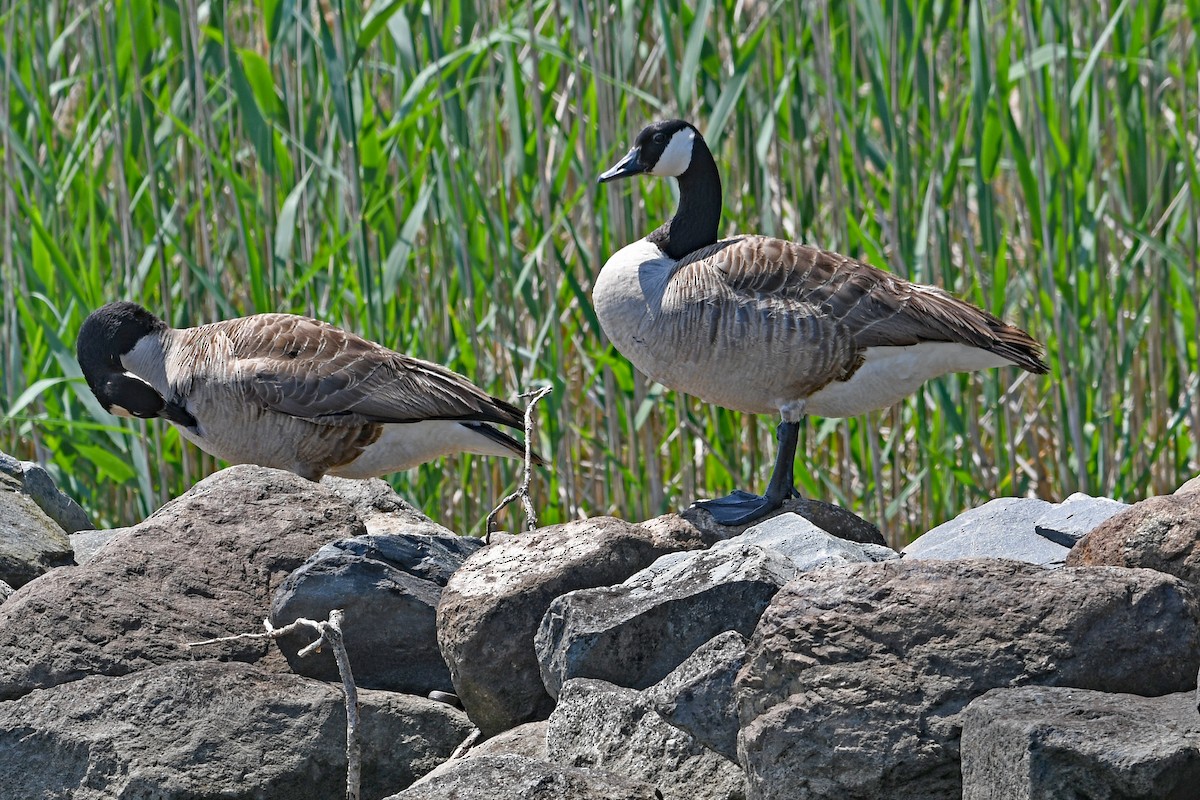 Canada Goose - ML581469361