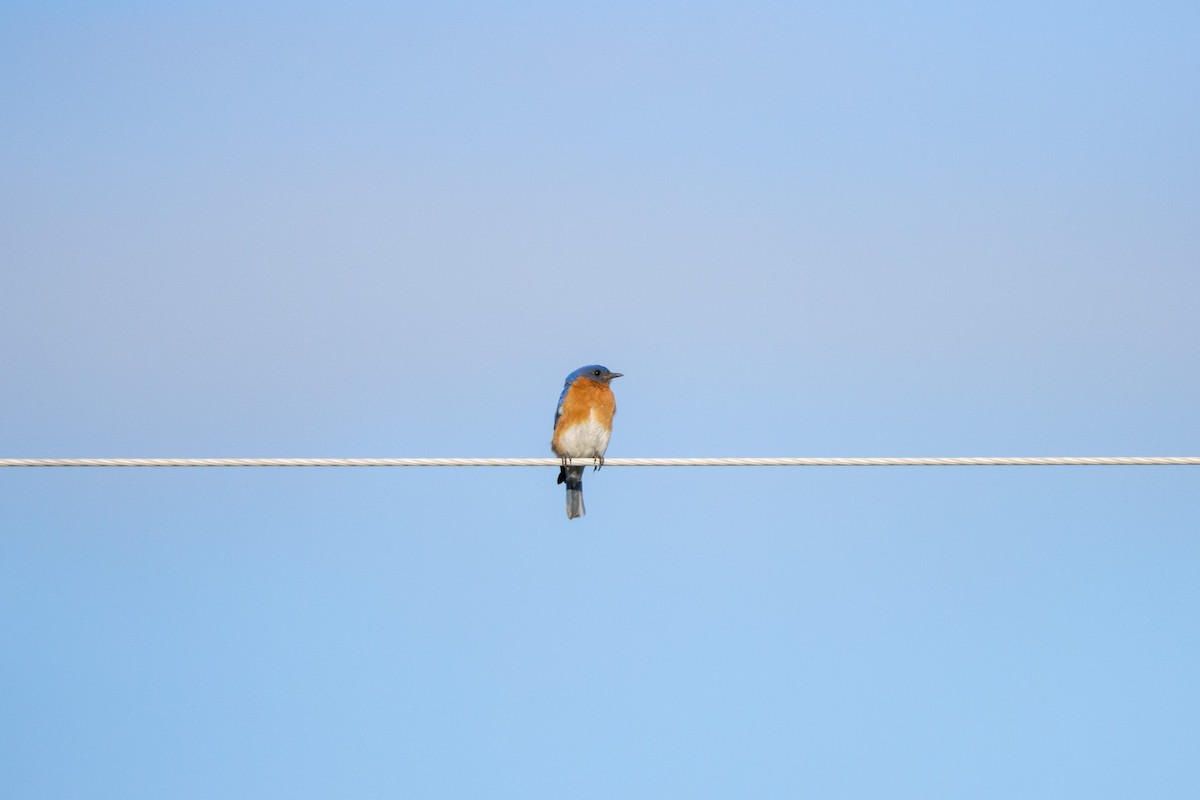 Eastern Bluebird - ML581469411