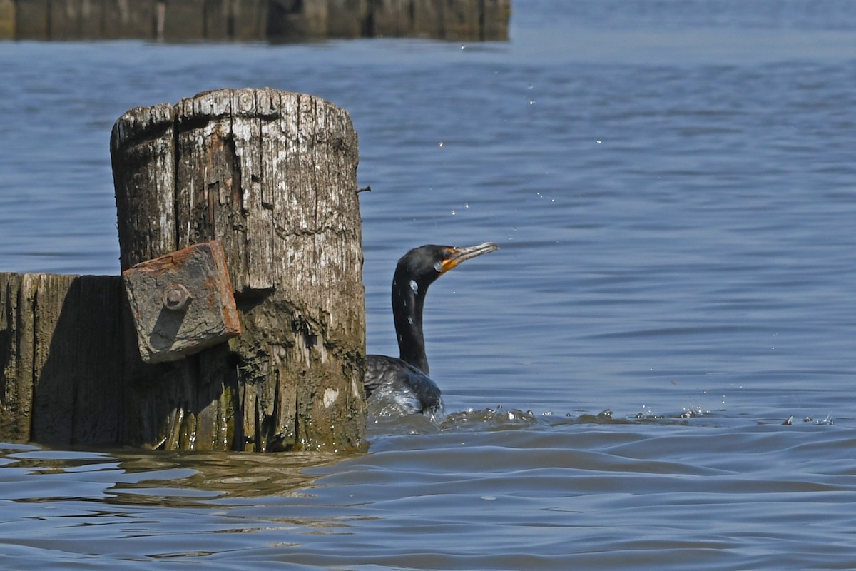 Cormoran à aigrettes - ML581469701