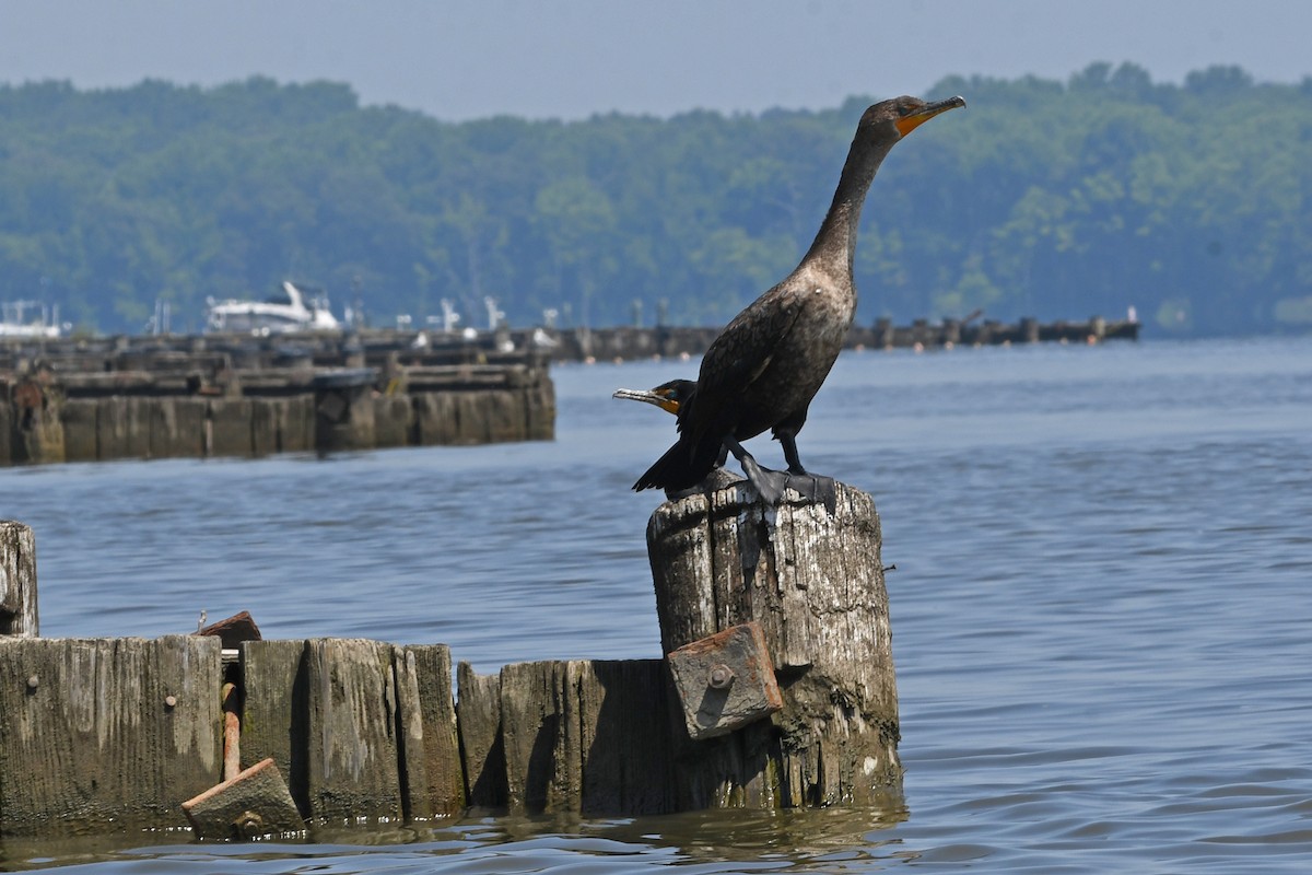 Cormoran à aigrettes - ML581469711