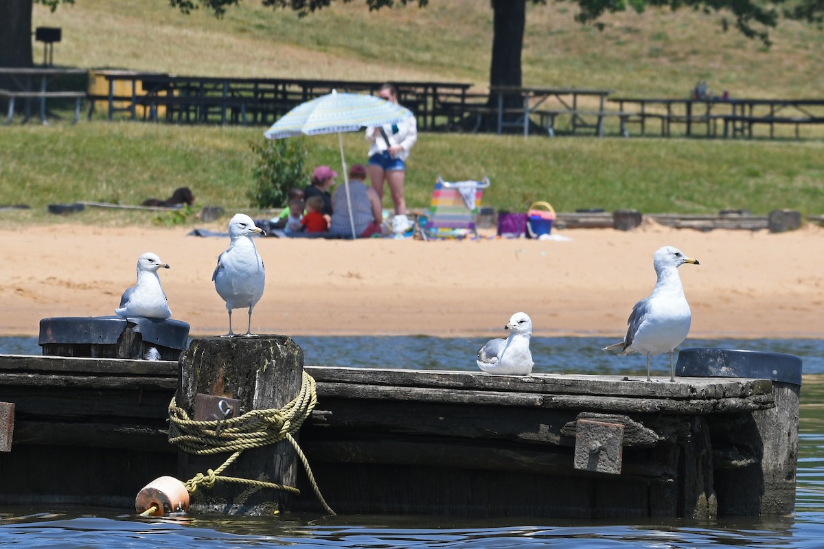 Ring-billed Gull - ML581469741