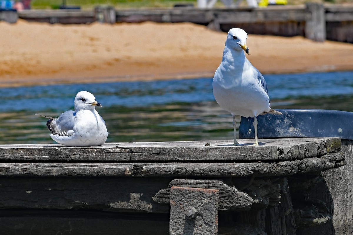 Ring-billed Gull - ML581469751