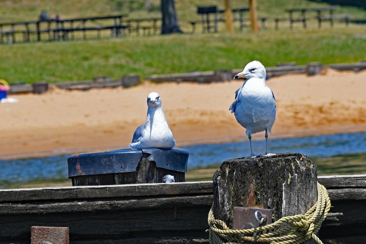 Ring-billed Gull - ML581469761