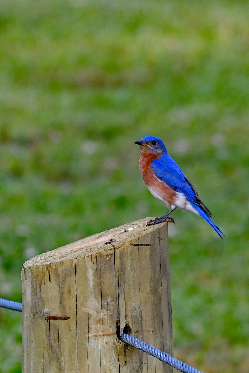 Eastern Bluebird - Paul Nale