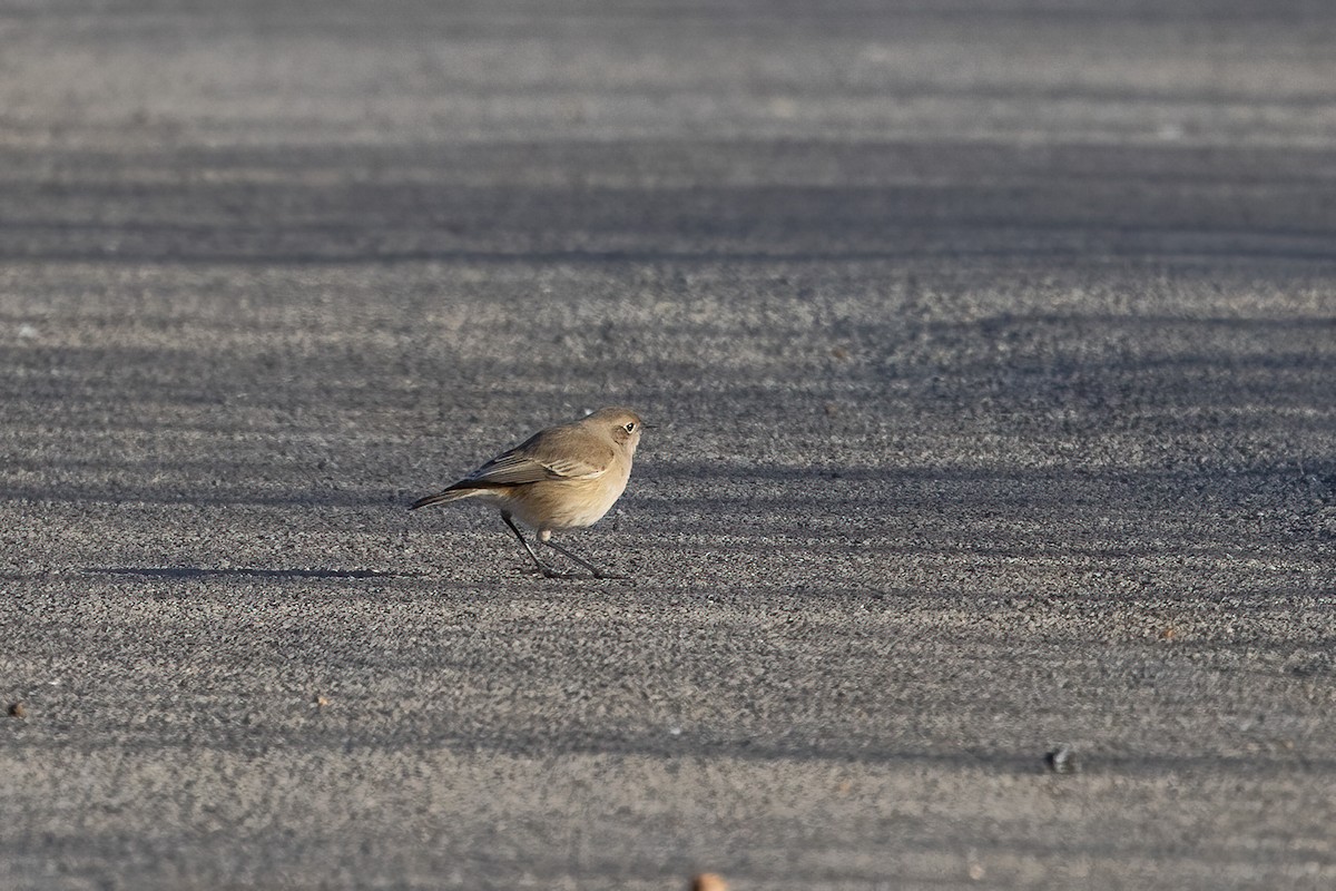 Sickle-winged Chat - ML581471191