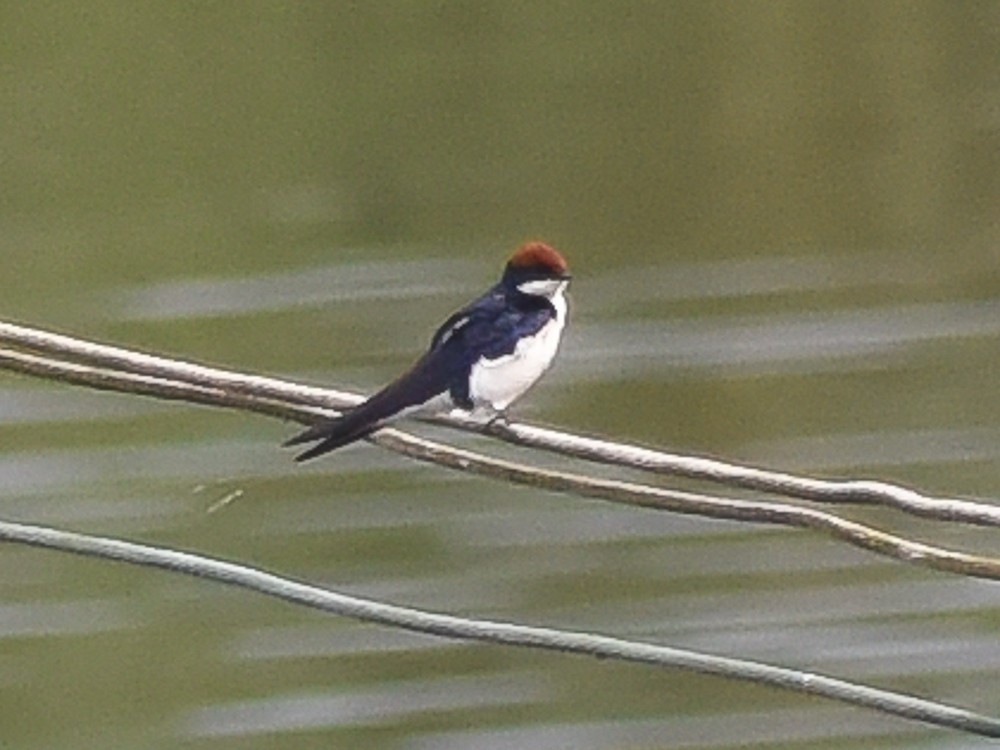 Wire-tailed Swallow - ML581471631