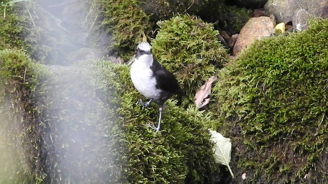 White-capped Dipper - ML581471671